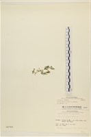 登錄號:A00000769藏品圖，第3張