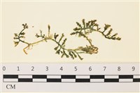 登錄號:A00000769藏品圖，第1張