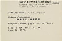 臺灣水松, 臺灣松藻藏品圖，第2張