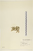 臺灣水松, 臺灣松藻藏品圖，第3張