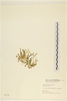 登錄號:A00000774藏品圖，第3張