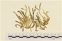 登錄號:A00000774藏品圖，第1張