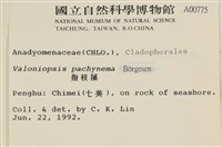 指枝藻藏品圖，第2張