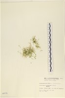 指枝藻藏品圖，第1張