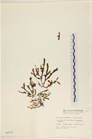 登錄號:A00000776藏品圖，第1張