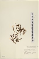 登錄號:A00000777藏品圖，第1張