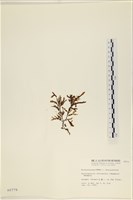 登錄號:A00000779藏品圖，第3張
