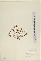 登錄號:A00000780藏品圖，第3張