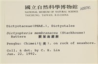 膜葉海網蕨藏品圖，第2張