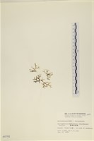 膜葉海網蕨藏品圖，第3張