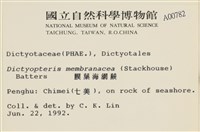 膜葉海網蕨藏品圖，第2張