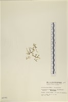 膜葉海網蕨藏品圖，第3張