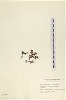 登錄號:A00000784藏品圖，第3張