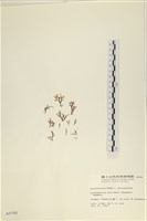 登錄號:A00000785藏品圖，第1張
