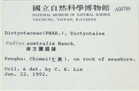 南方團扇藻藏品圖，第2張