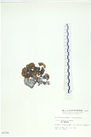 南方團扇藻藏品圖，第3張