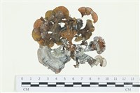 南方團扇藻藏品圖，第1張