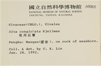 茶花石蓴, 牡丹菜藏品圖，第2張