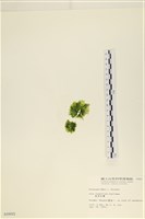 茶花石蓴, 牡丹菜藏品圖，第3張