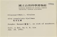 茶花石蓴, 牡丹菜藏品圖，第2張
