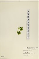 茶花石蓴, 牡丹菜藏品圖，第3張