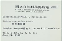 南方團扇藻藏品圖，第2張