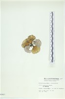 南方團扇藻藏品圖，第3張