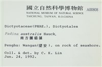 南方團扇藻藏品圖，第2張