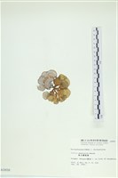 南方團扇藻藏品圖，第3張