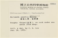 仙掌藻, 海仙人掌藏品圖，第2張