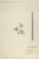 仙掌藻, 海仙人掌藏品圖，第1張