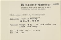 仙掌藻, 海仙人掌藏品圖，第2張