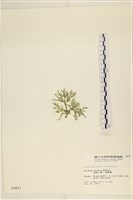 仙掌藻, 海仙人掌藏品圖，第3張