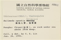 仙掌藻, 海仙人掌藏品圖，第2張