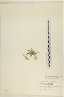 仙掌藻, 海仙人掌藏品圖，第3張