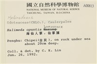 仙掌藻, 海仙人掌藏品圖，第2張