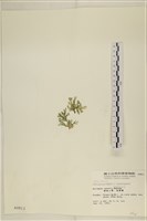 仙掌藻, 海仙人掌藏品圖，第3張