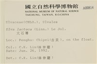 大石蓴, 石蓴藏品圖，第2張