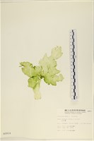 大石蓴, 石蓴藏品圖，第1張