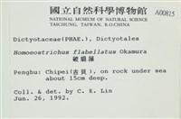 多扇藻藏品圖，第2張