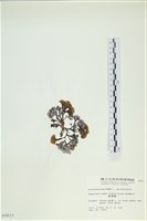 多扇藻藏品圖，第3張