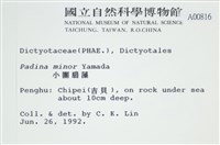 小團扇藻藏品圖，第2張