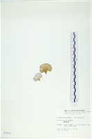 小團扇藻藏品圖，第3張