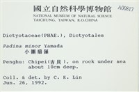 小團扇藻藏品圖，第2張