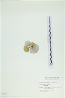小團扇藻藏品圖，第3張