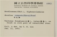 布氏藻藏品圖，第2張