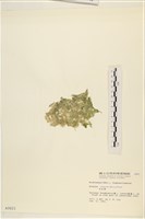 布氏藻藏品圖，第3張