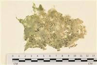 布氏藻藏品圖，第1張