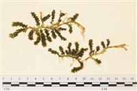 登錄號:A00000822藏品圖，第1張