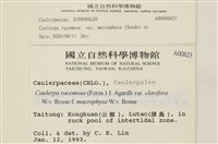 登錄號:A00000823藏品圖，第2張